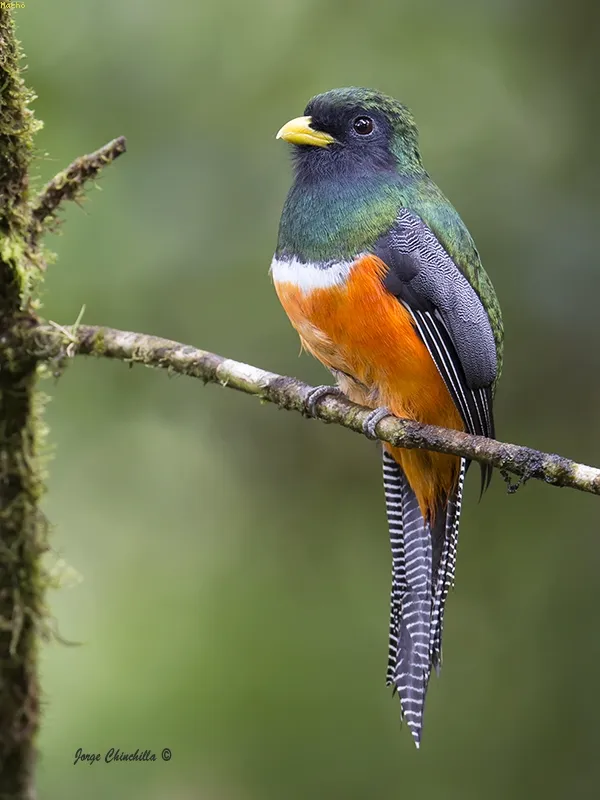 Trogon ventrianaranjado